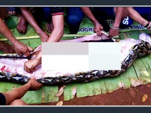 Ke Kebun Malam Takbiran, Wanita Ini Ditemukan Dalam Perut Ular Piton Di Hari Lebaran