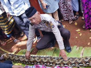 Ini Penyebab Ular Piton Memangsa Manusia?