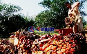 Terkait Harga Sawit, Pemkab Mukomuko Dinilai Lamban Ambil Tindakan