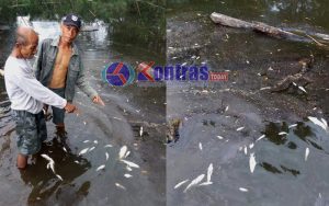 Ribuan Ikan di Sungai Mukomuko Mati, Diduga Akibat Tercemar Limbah Pabrik
