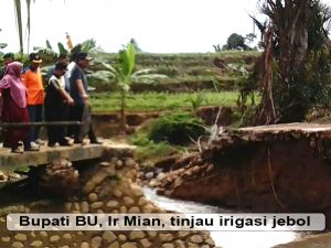 Puluhan Ha Sawah Terancam Gagal Panen, Ini Langkah Penanggulangan Bupati