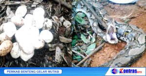 Kerap Mangsa Ternak, Ular Piton Sepanjang 7,5 Meter Berhasil Ditangkap Warga