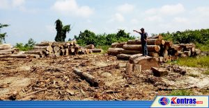 Izin Pemanfaatan Kayu di Kaur Dipertanyakan, FPR Minta Dikaji Ulang