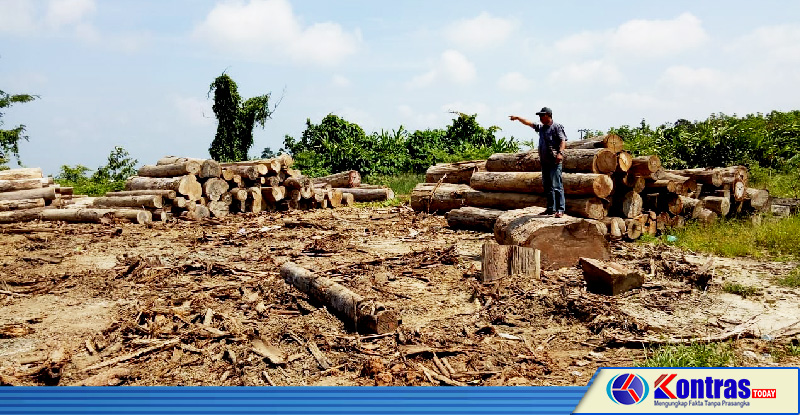 Izin Pemanfaatan Kayu di Kaur Dipertanyakan, FPR Minta Dikaji Ulang
