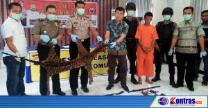 Niat Transaksi Kulit Harimau, Warga Batu Enjung Dibekuk Polisi