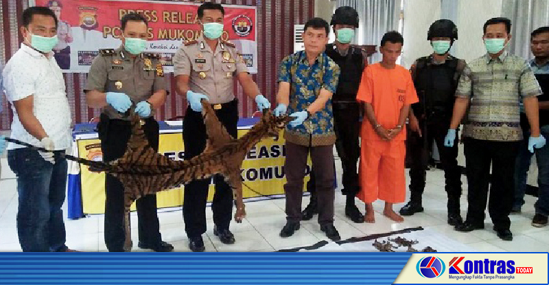 Niat Transaksi Kulit Harimau, Warga Batu Enjung Dibekuk Polisi