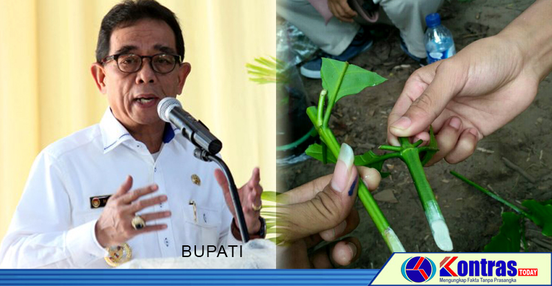 Program Kopi Stek di Kepahiang Terancam Gagal, Dewan Minta Ditinjau Ulang