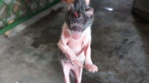 Menakjubkan, Kucing Bertanduk Bermata Satu di Kampung Bali Bengkulu