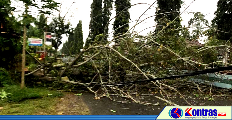 Angin Kencang Sabtu, Jaringan Listrik Putus, Jalan Rama Agung Tertutup Pohon Tumbang