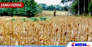Hampir Setahun Sawah Warga Kecamatan Kerkap Kekeringan