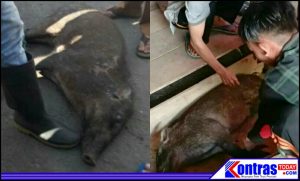 Heboh, Babi Muncul Ditengah Pedagang Dan Pembeli Pasar Purwodadi