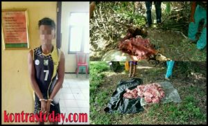 Pelaku Curnak Sapi di Bengkulu, Todongkan Senjata Saat Aksinya Kepergok Warga
