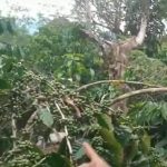 Bengkulu Utara Kembangkan Budidaya Kopi Liberika
