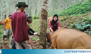 Dinas TPHP BU Gelar Pelayanan Kesehatan Hewan Terpadu di Pinang Raya