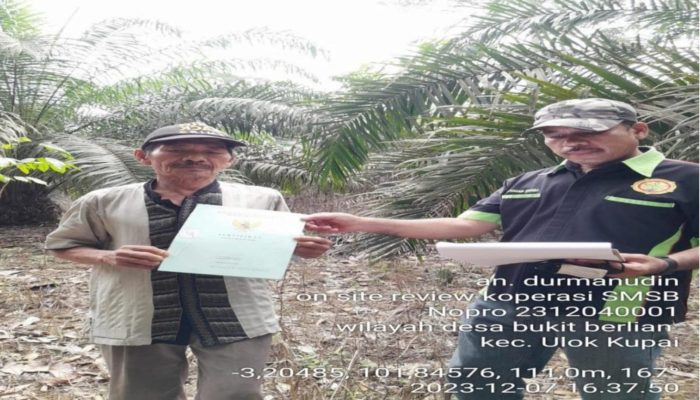 Ini Rincian 2 Usulan Program Peremajaan Kelapa Sawit Pekebun Yang Diterima Dinas Perkebunan Bengkulu Utara